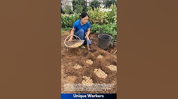 Farming for beginners: a simple guide to peanut farming