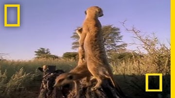Meerkat Mob Rule | National Geographic
