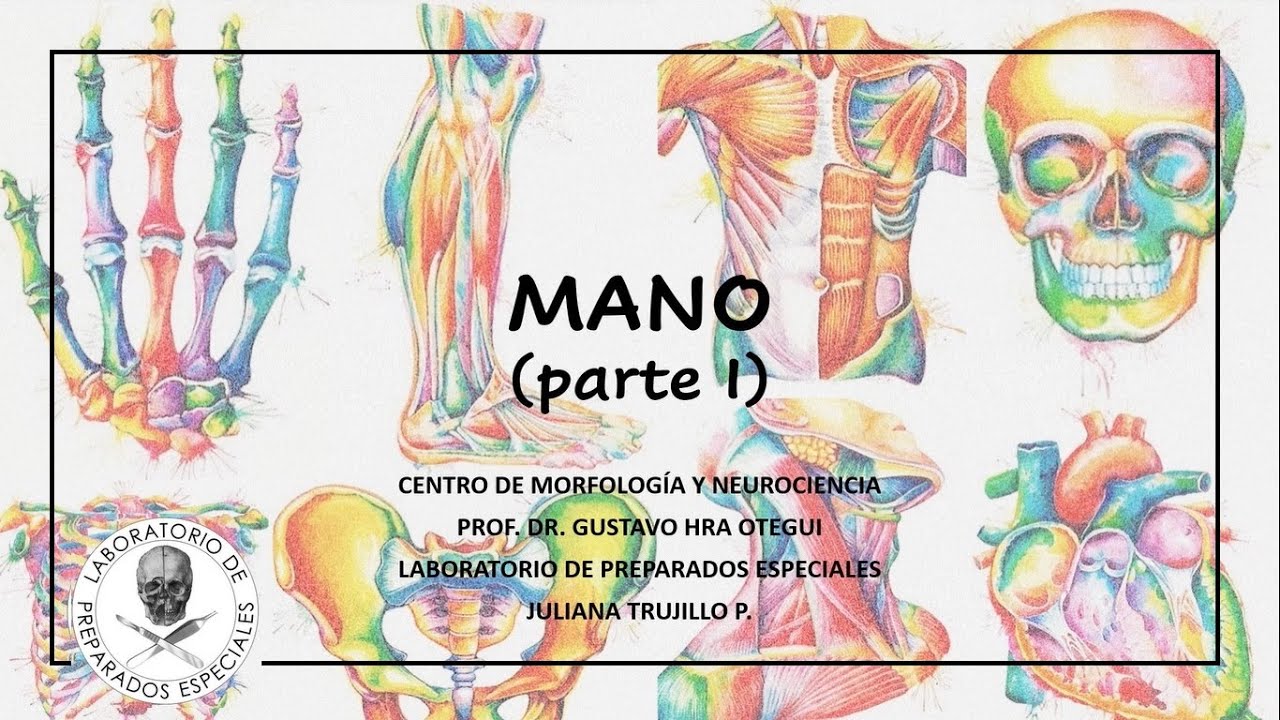 Anatomía de la Mano (1/2) - YouTube