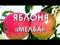 Обзор сорта яблоня "Мельба" (характеристики, свойства, фото)