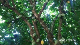 Theobroma Cacao, Cocoa or Cacao tree and fruits in Peradeniya Botanical Garden Sri Lanka