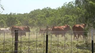 Texas screwworm outbreak: Ranchers change plans as new cattle movement rules take effect