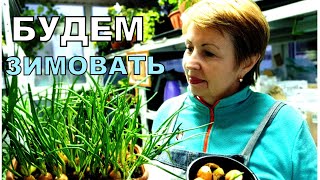 видео: Не выбрасывайте это в компост! Все в ящики с плодородным грунтом и будет чудо картинка: Не выбрасывайте это в компост! Все в ящики с плодородным грунтом и будет чудо