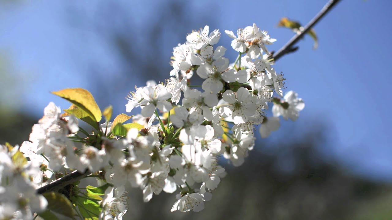 Cirerer en flor - Sant Climent de Llobregat