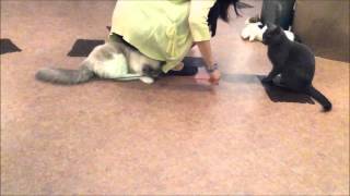 [CAT CAFE]During sexual harassment under the female ass [JAPAN TOKYO]20150702 038