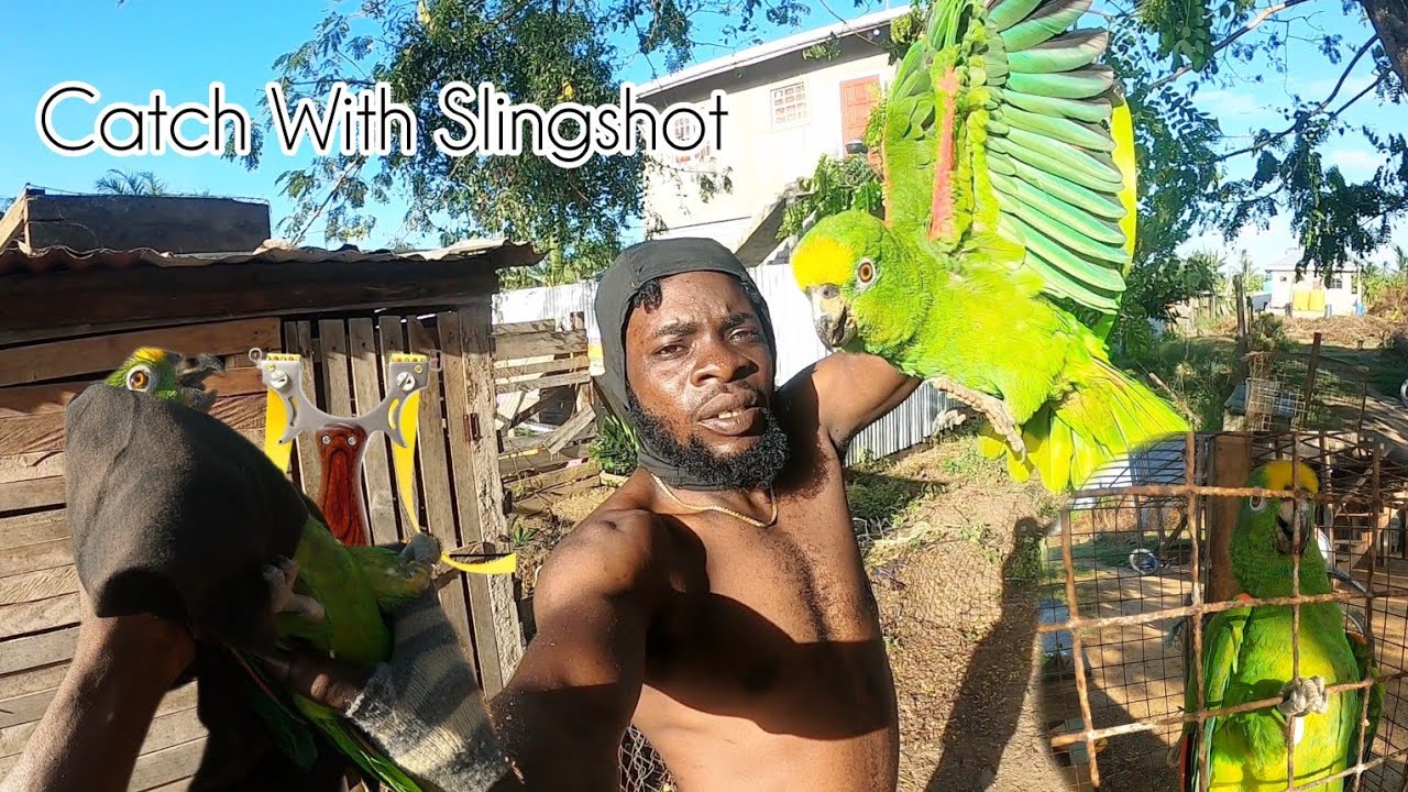 Catch Parrot With Slingshot (Beze Hunting)