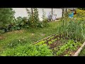 Обзор посадок на даче 25 августа 2024. #хантымансийск  #дачавсибири