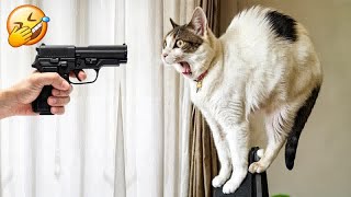 I would die laughing for these FUNNIEST Cats 😛Funniest Cat Reaction😺Part 12