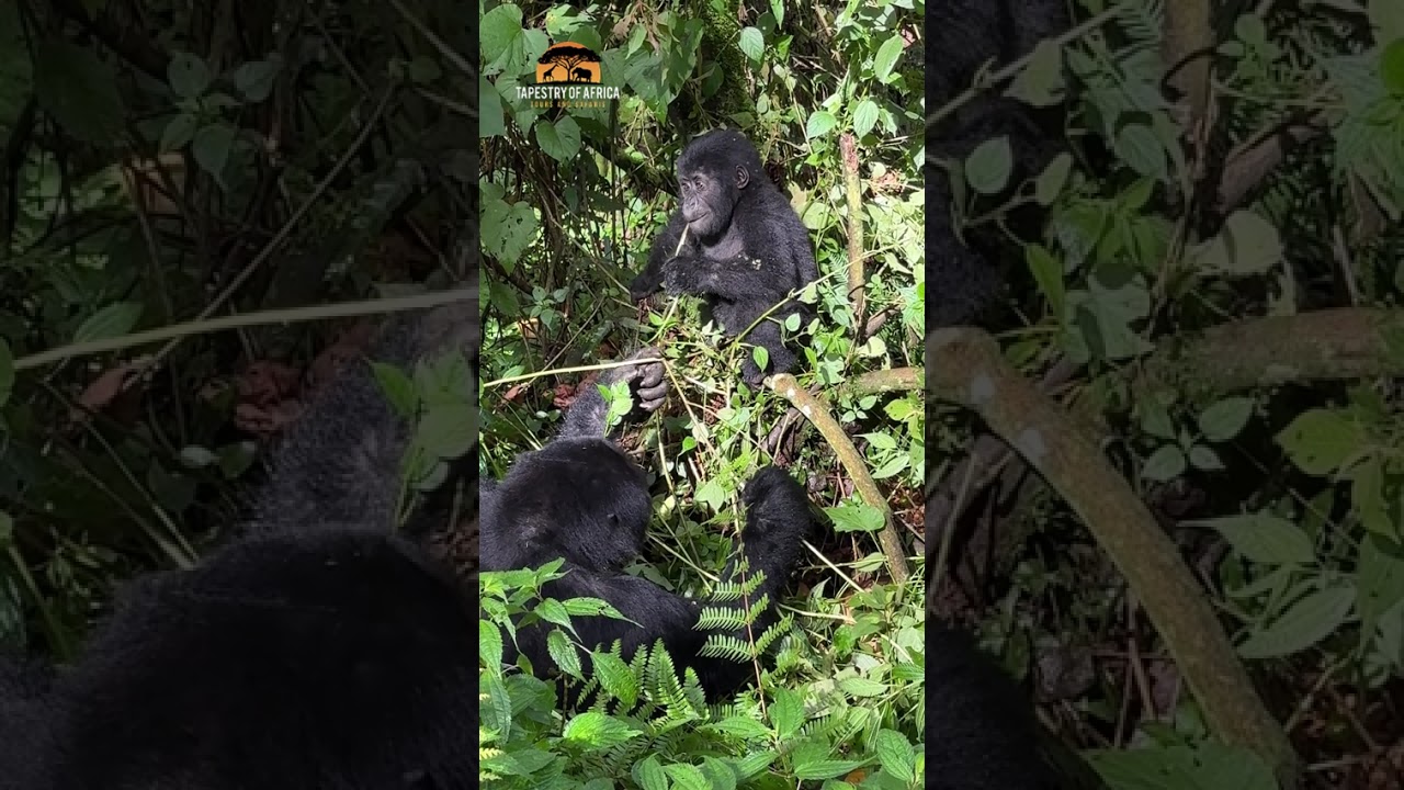 Up Close with a Baby Silverback Gorilla