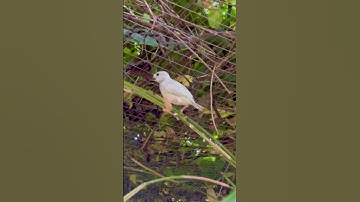 Java sparrow silver fledgelings in outdoor bird aviary | Padda Bird #finch #aviary #bird #birds
