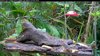 New Cam Species: Green Hermit on the Panama Fruit Feeder Cam at Canopy Lodge | Cornell Lab