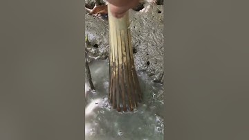 Đặt Cá Thòi Lòi Rừng Ngập Mặn. Một Cái Dzô Hai Em Cá Thòi Lòi To! @đoàn 39 Vlog #shorts