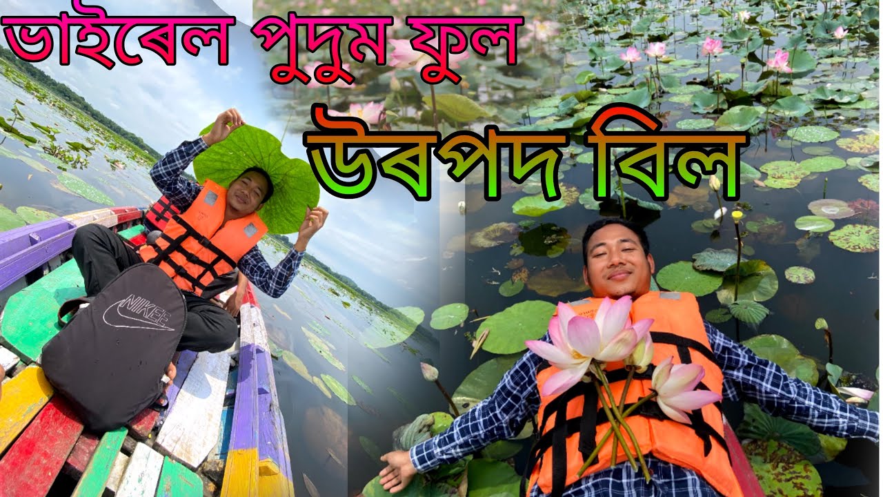 ভাইৰেল পদুম ফুল || উৰপদ বিল || #urpadbill #virelpleas #flowers