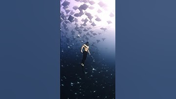 Freedive  the eye of a Mobula ray vortex , deep in the ocean. 🔱 #freediving #swimming #mobularay