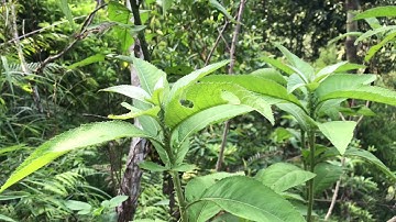 Cây đại bi , cách nhận biết và tác dụng chữa cảm sốt , làm nồi xông giải cảm