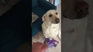 Labrador coupable qui a mangé les cookies