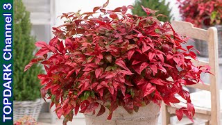 10 Plantas con Hermosas Hojas Rojas