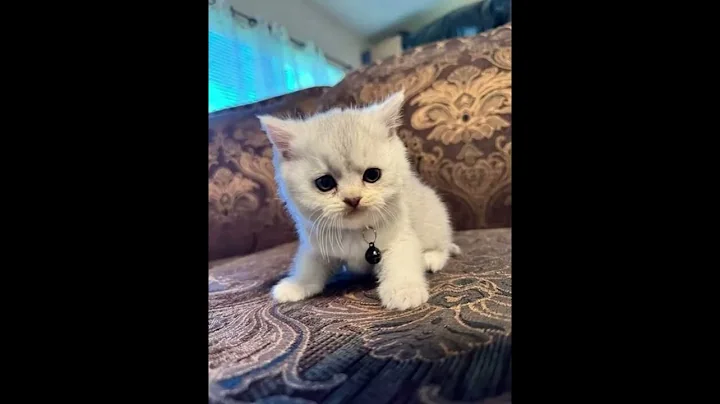 Video 11838041: scottish fold kitten, scottish fold cat, meet scottish fold, sweet scottish fold