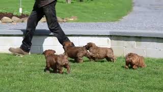 Soft Coated Wheaten Terrier Puppies For Sale