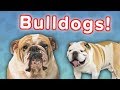 Bulldogs Are Awesome! // Funny Animal Compilation