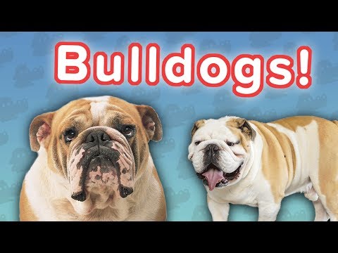 bulldogs-are-awesome!-//-funny-animal-compilation