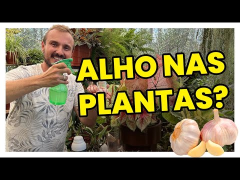 Vídeo: Propagação de plantas de alho - Aprenda a propagar bulbos e cravos de alho