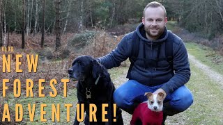 New Forest Wander: From Walk to Pub Lunch | Vlog |