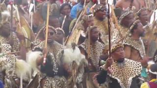 AmaZulu celebrating 200 years since Shaka founded the Nation