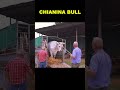 Chianina Bull 🏔️ Tallest Bull Breed