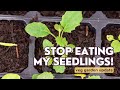Seedlings  slug sagas  early april veg garden update