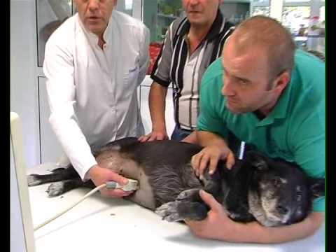 Video: Constipație La Câini