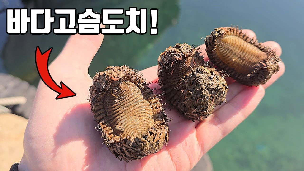 ⁣우리나라 깊은 심해에 이렇게 신비한 생물이?? 진짜 기괴하게 생겼네요 ㄷㄷ