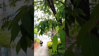 Daegu History Story Part 1.🌲🏞🖼🇰🇷 #music #ost #kbs #challenge #travel#beautifulflower #coverchallenge