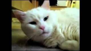 KUCING LUCU MENJERIT