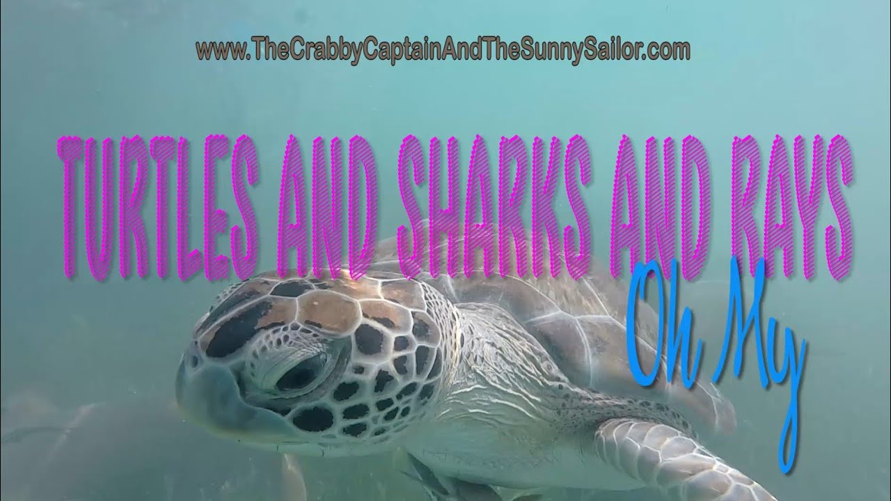 # 33 Swimming with Sharks,  Turtles and Ray at Green Turtle Cay Bahamas - Season 1