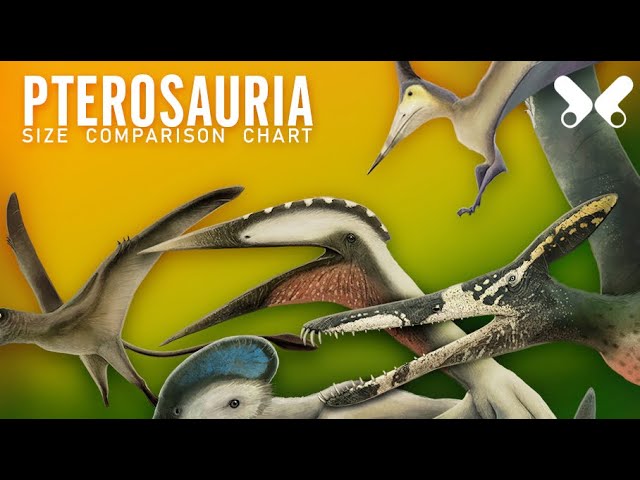 Pterodactyl Vs Pteranodon What Is The Difference?