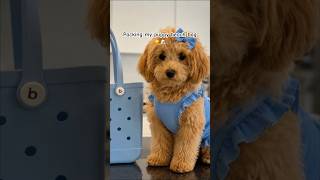 Packing my dog beach bag ☀️🐶 #dog #puppy #asmr