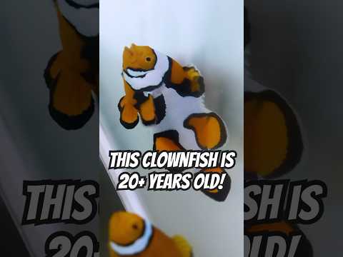 This Clownfish is 20+ years old!! #fish