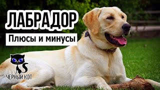 ✔ Лабрадор ретривер, плюсы и минусы породы.  За что мы любим лабрадоров