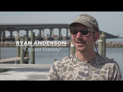 Meet 'Oyster Daddy': A new way to harvest oysters is growing in ...