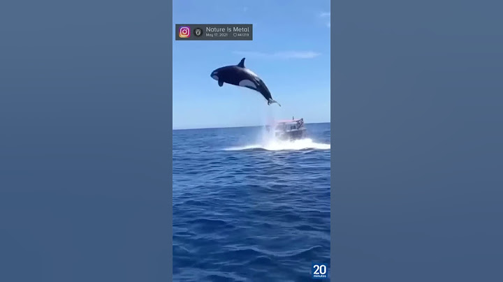 Una orca impacta contra un delfín en pleno salto