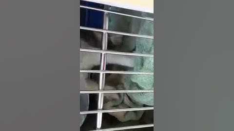 Laser declaw surgery post op at the animal hospital of ivy