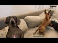 Самые смешные собаки Таксы The funniest Dachshund dogs