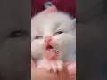 なんやねんネコ