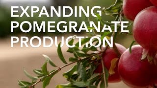 Expanding Pomegranate Production