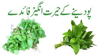 Pudina benefits in urdu | Pudina khane ke fayde | Pudina ka istemal