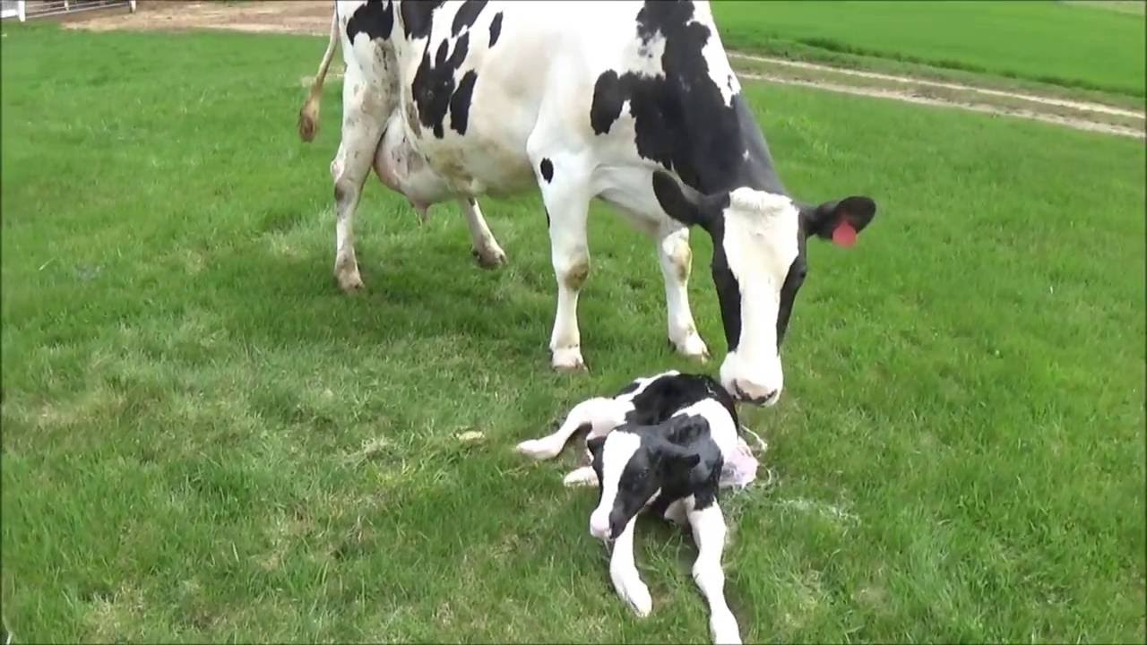 Cow Giving Birth To A Calf The Calving Process Youtube
