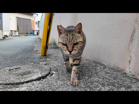 ナデナデのおかわりを要求してくる3本足の甘えん坊猫ちゃんが可愛すぎる