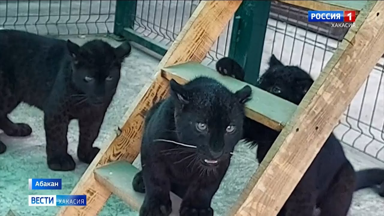 Абаканский зоопарк приглашает посмотреть на котят которых несколько месяцев скрывали от посетителей