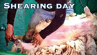 Shearing Sheep in 100° Heat… No Breaks, No Shortcuts